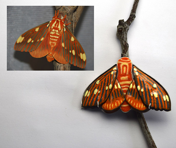 Regal Moth